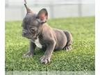 French Bulldog PUPPY FOR SALE ADN-776950 - CHOCOLATE COLOR