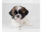 Shih Tzu PUPPY FOR SALE ADN-776974 - Shihtzu boy Simon