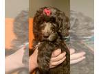 Labradoodle PUPPY FOR SALE ADN-776975 - Cutest Labradoodles