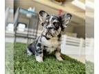 French Bulldog PUPPY FOR SALE ADN-776989 - MERLE FLUFFY GIRLS