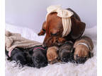 French Bull Weiner PUPPY FOR SALE ADN-776999 - Polskas puppies