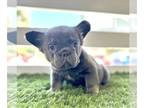 French Bulldog PUPPY FOR SALE ADN-777004 - LILAC TAN FLUFFY