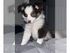 Miniature Australian Shepherd PUPPY FOR SALE ADN-777009 - Toy Aussie puppy