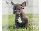 French Bulldog PUPPY FOR SALE ADN-777011 - CHOCOLATE COLOR