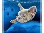 French Bulldog PUPPY FOR SALE ADN-777030 - BLUE TRINDLE EXOTIC