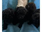 Poodle (Toy) PUPPY FOR SALE ADN-777051 - Taras little bundle