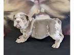 English Bulldog PUPPY FOR SALE ADN-777061 - BOMBSHELL BEAUTIES