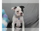 Boston Terrier PUPPY FOR SALE ADN-777080 - Health certand ready to go