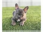 French Bulldog PUPPY FOR SALE ADN-777106 - CHOCOLATE COLOR