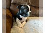 Boston Terrier PUPPY FOR SALE ADN-777120 - Boston Terrier