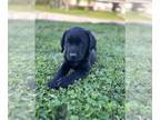 Labrador Retriever PUPPY FOR SALE ADN-777122 - AKC Labrador Retriever