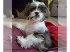 Shih Tzu PUPPY FOR SALE ADN-777125 - Male Shih Tzu puppy