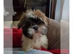 Shih Tzu PUPPY FOR SALE ADN-777126 - Male Shih Tzu puppy
