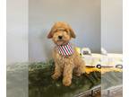 Mini Whoodle (Wheaten Terrier/Miniature Poodle) PUPPY FOR SALE ADN-777127 -