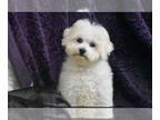 Bichon Frise PUPPY FOR SALE ADN-777129 - Charlie Brown