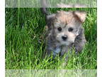 Yo-Chon PUPPY FOR SALE ADN-777130 - Yorkie Bichons