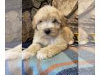 Whoodle PUPPY FOR SALE ADN-777131 - Andy Cream Medium Whoodle Male