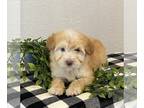 Whoodle PUPPY FOR SALE ADN-777134 - Annie Cream Medium Whoodle Female