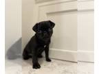 Pug PUPPY FOR SALE ADN-777135 - Black Female Pug