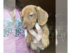 Dachshund PUPPY FOR SALE ADN-777142 - Mini Dachshund ladies