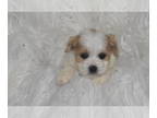 Cavachon PUPPY FOR SALE ADN-777143 - Peter