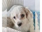 Cocker Spaniel DOG FOR ADOPTION ADN-776710 - Patches