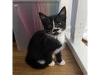 Adopt Rogue a Domestic Short Hair