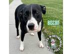 Adopt Biscuit a Labrador Retriever