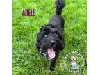 Adopt Adele a Poodle