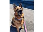 Adopt Ada (Foster to Adopt - or Foster) a German Shepherd Dog