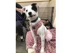 Adopt Rue a Jack Russell Terrier, Border Collie