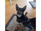 Adopt River (Foster or Foster to Adopt) a German Shepherd Dog