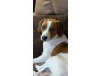 Adopt Tyler (Foster or Foster to Adopt) a Beagle, Hound