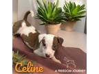 Adopt Celine a Pointer, Mixed Breed