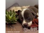 Adopt Judith a Pointer, Mixed Breed
