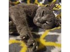 Adopt Lady Grey a Domestic Short Hair, Russian Blue