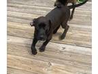 Adopt Ruby - Melinda a Pit Bull Terrier