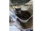 Adopt Sara a Domestic Short Hair