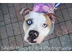 Adopt Fiona a American Staffordshire Terrier