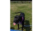 Adopt Athena (Transport Available) a Black Labrador Retriever, Pit Bull Terrier