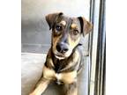 Adopt BELLAGIO a German Shepherd Dog, Mixed Breed