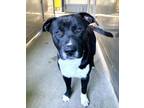 Adopt ROVER a Pit Bull Terrier