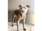 Adopt GARY a Pit Bull Terrier, Mixed Breed