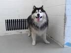 Adopt BINKY a Alaskan Malamute