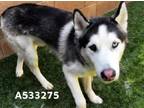 Adopt A533275 a Siberian Husky
