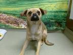 Adopt A533362 a Pug, Mixed Breed