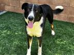 Adopt CHECKERS a Collie, Mixed Breed