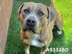 Adopt A533360 a Pit Bull Terrier