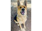 Adopt TOM a German Shepherd Dog