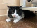 Adopt CATPURRNICUS a Domestic Long Hair